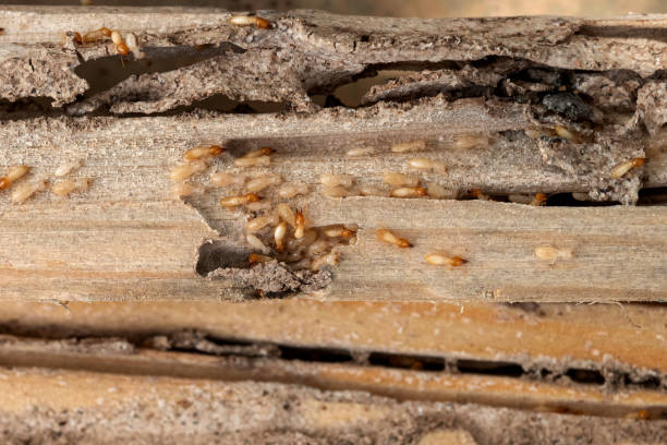 Pest Control Cost in Clear Lake, WI